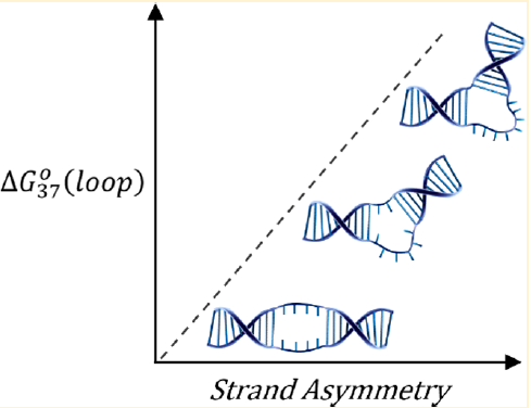 Differential Effects of Strand Asymmetry on